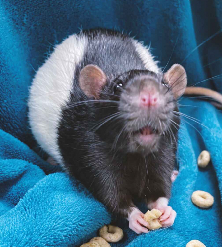Long-Evans Rat