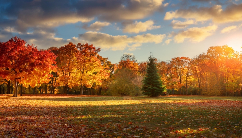 Fall landscape with trees and leaves