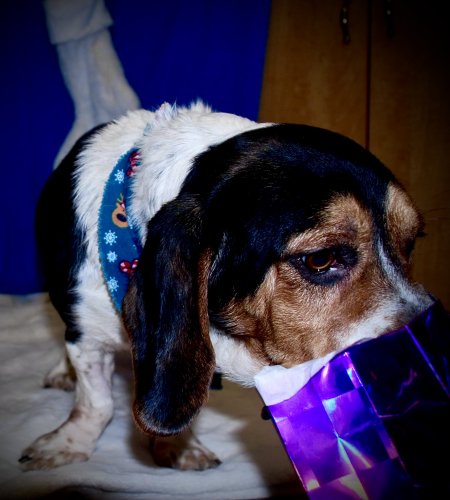 Beagle sniffing a bag