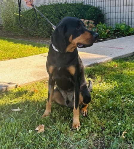 Coonhound dog